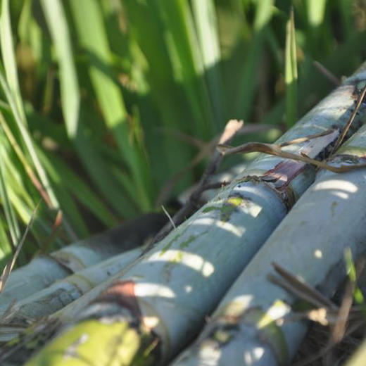 生态红糖(2袋包邮) | 合作生产* Eco- brown Sugar | Coproduction 商品图3