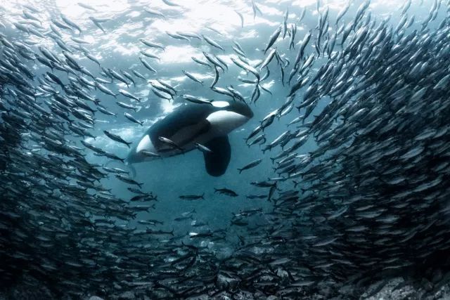 伪虎鲸团队合作,围猎鲱鱼群,尾巴竟是最有力的武器.