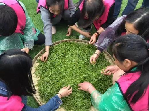 【3月-5月】588起，蒲江喜来登X成佳茶海之旅，豪华房1晚+自助早餐+采茶制茶品茶~ 商品图0