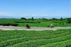 【3月-5月】588起，蒲江喜来登X成佳茶海之旅，豪华房1晚+自助早餐+采茶制茶品茶~ 商品缩略图1