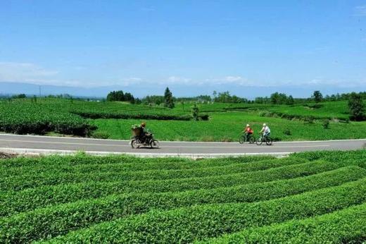 【3月-5月】588起，蒲江喜来登X成佳茶海之旅，豪华房1晚+自助早餐+采茶制茶品茶~ 商品图1