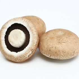 牛排菇100g（2只）-德添（预售）