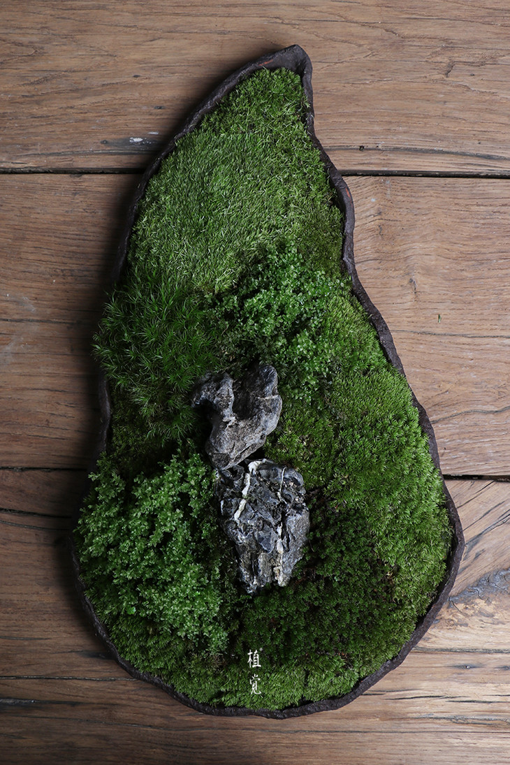 植觉苔藓盆栽办公室绿植物摆件中式植物苔林