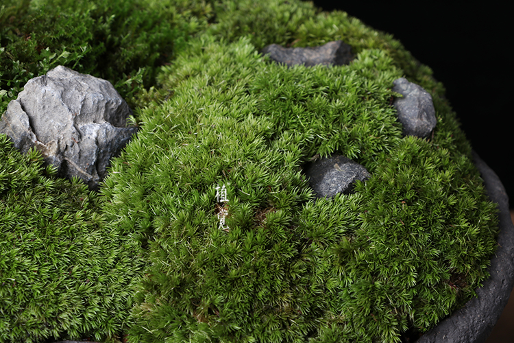 植觉苔藓盆栽微景观办公室中大绿植物创意盆室内植物盆景〔苔山