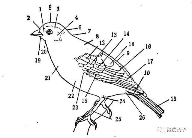 30 【干货分享】观鸟的注意事项,望远镜的使用,鸟的身体各部位名称