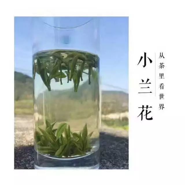 著名书法大师刘海粟,品尝舒城兰花茶后,欣然提写 "龙舒剑兰"四个大字