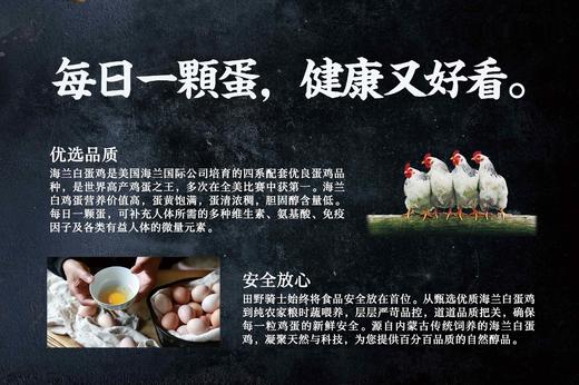 海兰白鸡蛋 商品图1