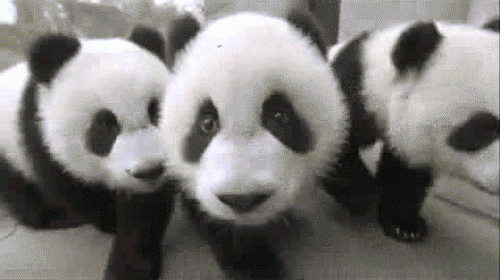 夏令营吹响集结号丨hi,panda!熊猫铲屎官招募令!