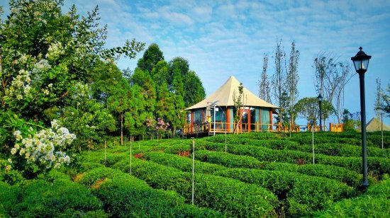 【雅安牛碾坪-帐篷酒店】一家坐落于万亩茶园里的360°观景玻璃房子