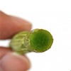 云南特级野生  铁皮仙草 铁皮石斛鲜条 精选3年生 出口品质【顺丰包邮】 商品缩略图1