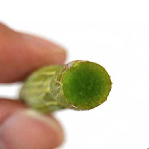 云南特级野生  铁皮仙草 铁皮石斛鲜条 精选3年生 出口品质【顺丰包邮】 商品图1