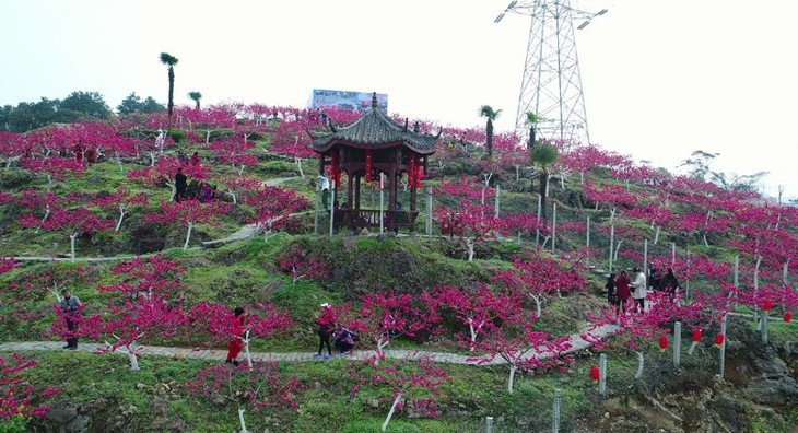 9元/人,歌乐山颐麓欢歌生态园】百花争艳春天来,踏青赏花超自在!