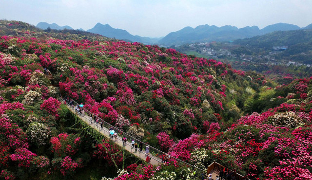 漫步"世界花园 杜鹃王国" ——毕节百里杜鹃 3日游