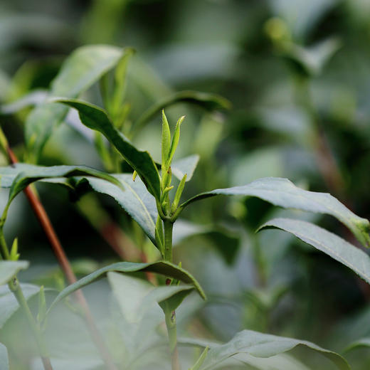 G20用茶龙冠龙井茶 茶叶研究所的正宗龙井43金碗钉/中茶108金碗钉 商品图0