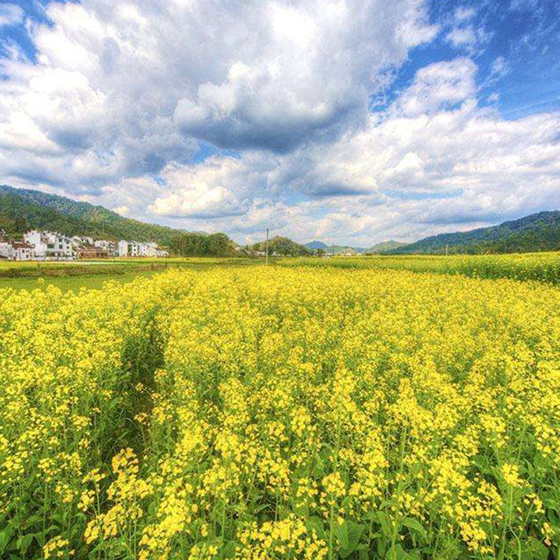 清明节,火车团【婺源,江岭油菜花】《中国最美乡村,开