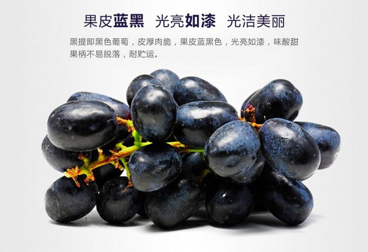 葡萄 美国进口无籽黑加仑提子葡萄 进口纯蜜黑提 一斤