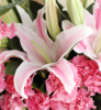 恩情无限---粉色康乃馨11枝，粉色多头香水百合2枝，栀子叶适量 白色雪梨纸，米白色平面纸，粉色吊花压纹纸 银灰色缎带(1190) 商品缩略图2