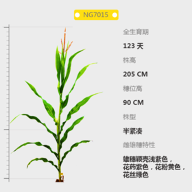 NG7015自交系