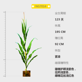 NG7014自交系