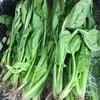 【禾春元食品】禾春元 原生态菠菜  1份/约500G/约350G （林晓晴的菜 ） 商品缩略图1