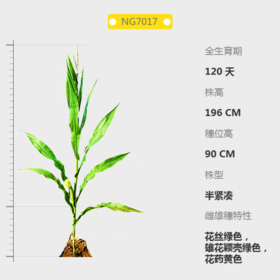 NG7017自交系
