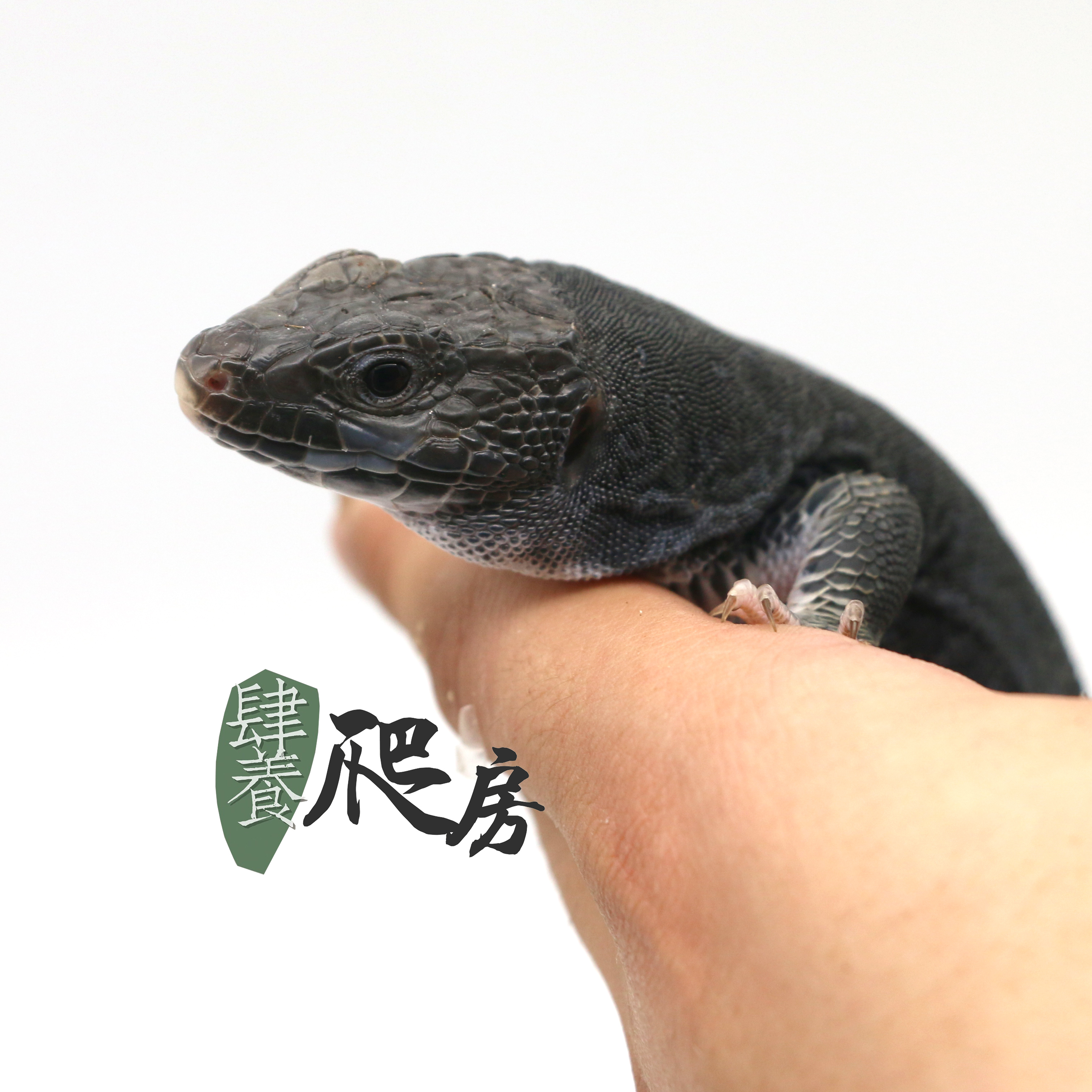 黑化珠宝蜥 | cb亚成