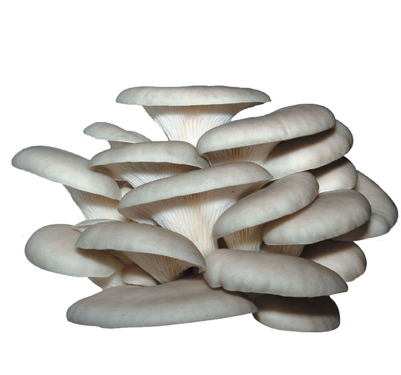 ƽ Լ500g