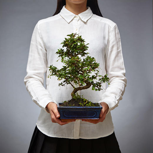 【绿居植物】福建茶弯曲（小）  石景盆栽 室内小绿植花卉盆景 办公室植物 商品图4
