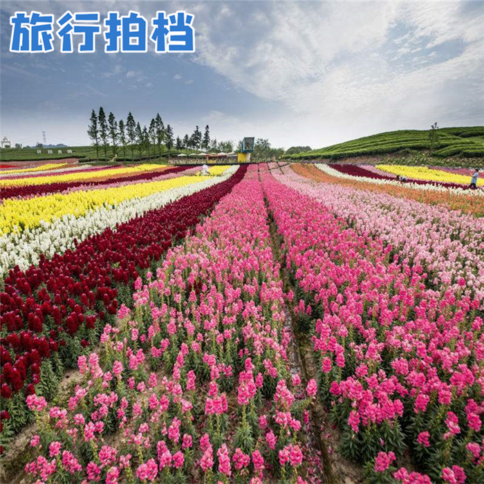 【春季大赏】桐庐荻浦花海欢乐世界-成人票