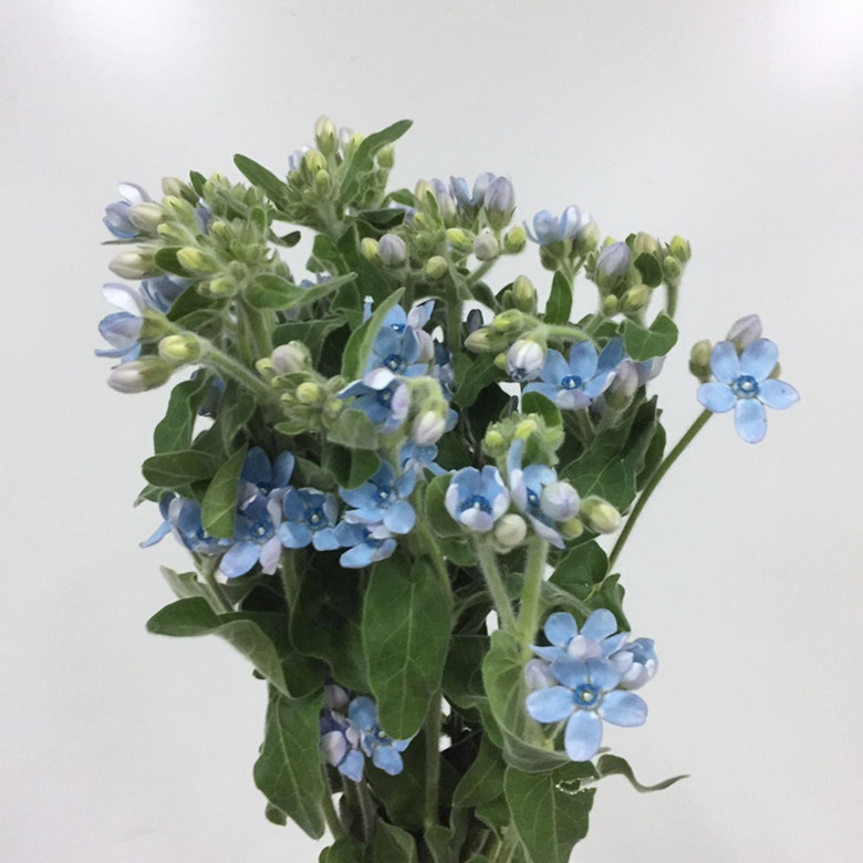 【进口】荷兰 蓝星花(oxypetalum blue star)