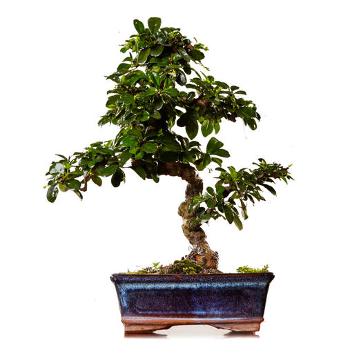 【绿居植物】福建茶弯曲（小）  石景盆栽 室内小绿植花卉盆景 办公室植物 商品图5