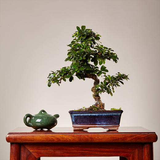 【绿居植物】福建茶弯曲（小）  石景盆栽 室内小绿植花卉盆景 办公室植物 商品图0