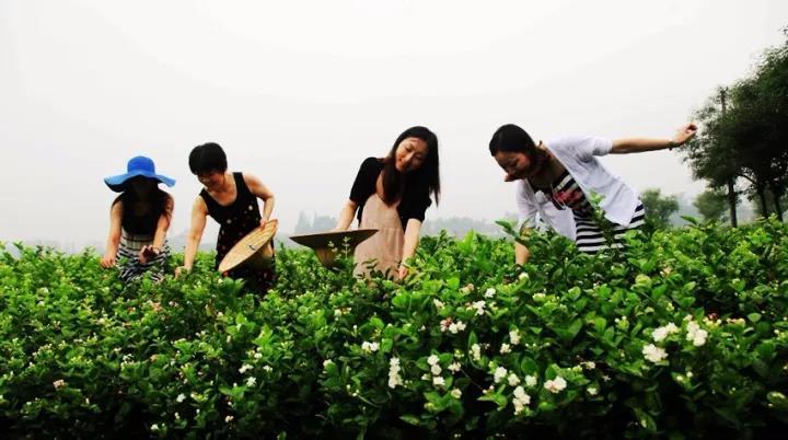 8折】赏犍为茉莉花香美景~188=2人~抢蜀南茉莉香都 双早 烧烤 篝火