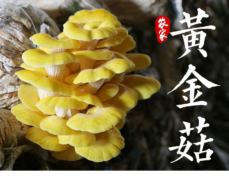 新鲜黄金菇 榆黄蘑玉皇菇玉皇磨 金顶菇食用菌 小鸡炖蘑菇 300g 两件