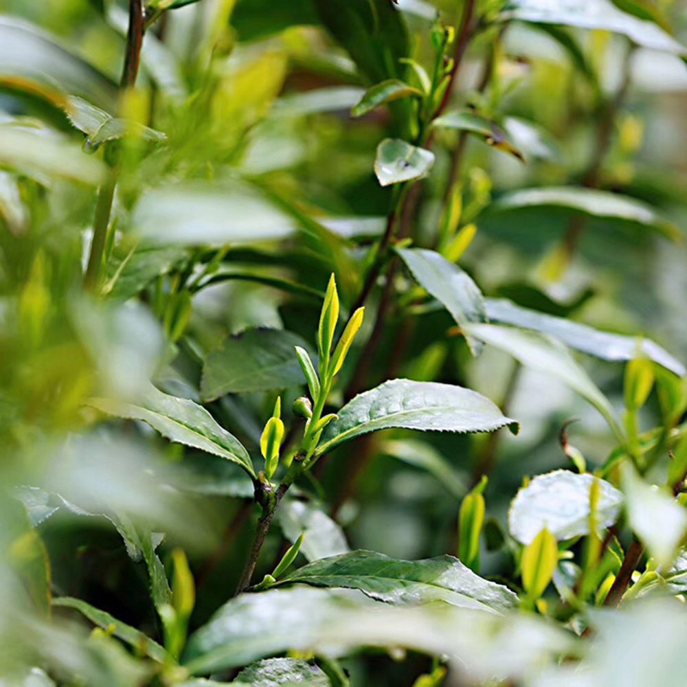 00 库存: 200 件 规格:  明前龙井茶,明后雨前龙井茶,谷雨龙井,雨后