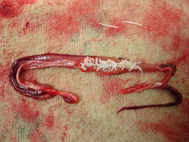 通过肠道解剖,发现肠道内有大量如图所示的寄生虫,则该鱼患有 (c) a