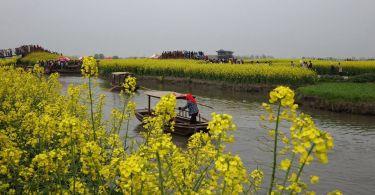 TB2258泰州-兴化千岛油菜花海、东台西溪古城、董永七仙女文化园、唐塔-海春轩塔、逛泰州老街2日 商品图0