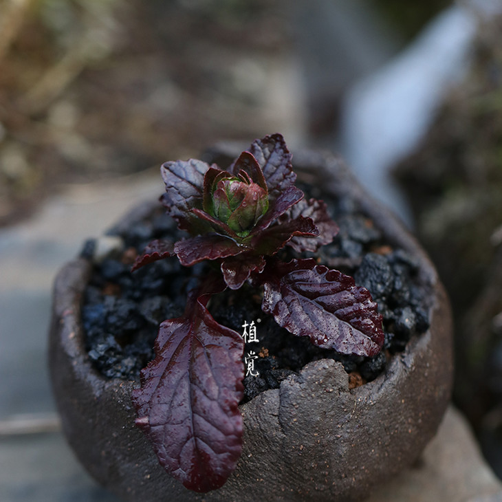 植觉intuition 姬十二单筋骨草 室内盆栽