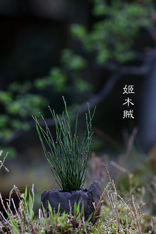植觉intuition 山野草 姬木贼 室内盆栽