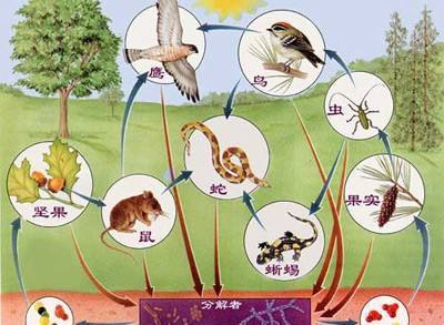 4月6日自然与我们:植物-动物-微生物 9:00—10:00变身小游戏 10:00