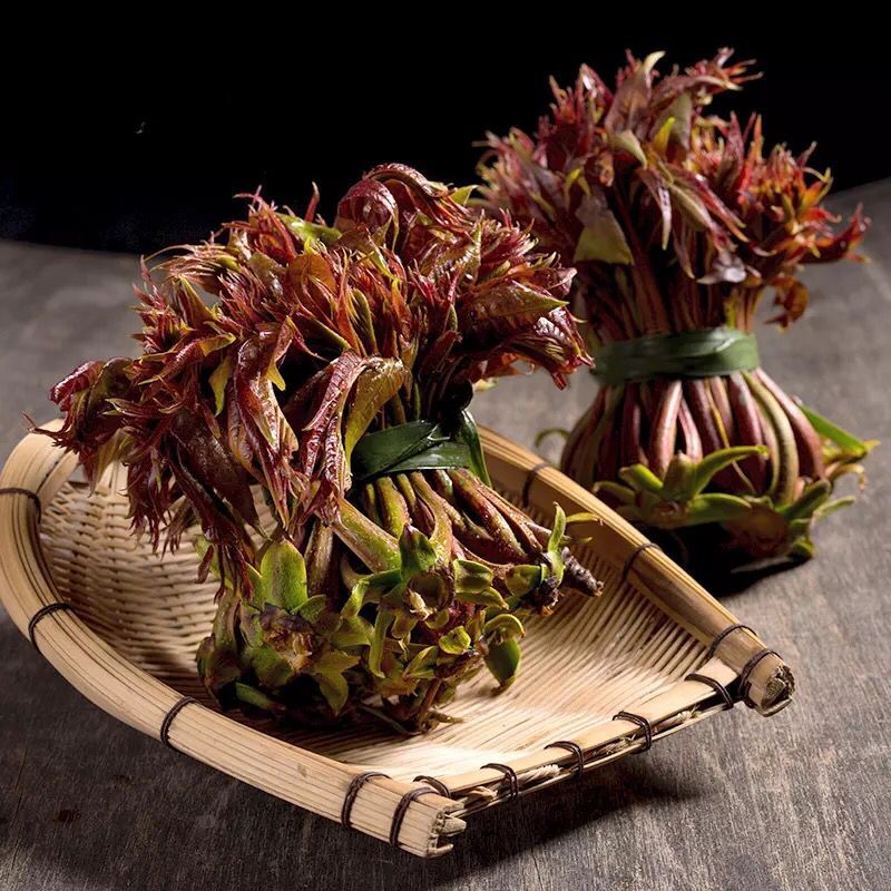 露天红香椿芽新鲜香椿头 头茬香椿 春芽 航空包邮野菜