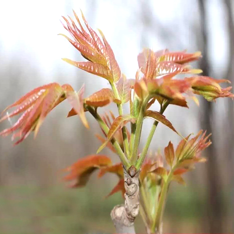 香丨头茬露天香椿芽 现摘香椿 3斤