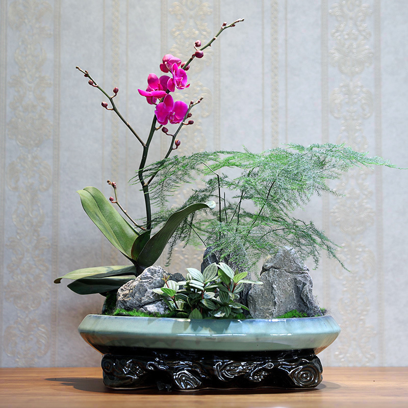 蝴蝶兰盆景彩色文竹轮叶豆瓣绿植组合室内客厅创意植物