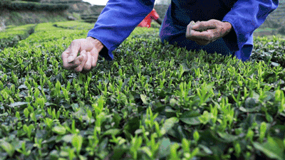 一泡3克茶需要采茶人双手在枝头上采摘336次,一斤茶需要采摘000次.
