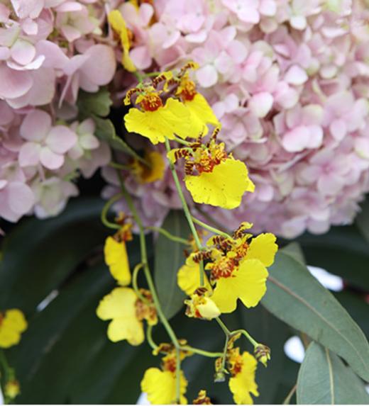 开业花篮d款----向日葵13枝，粉色绣球4枝，蓝色绣球2枝，跳舞兰8枝，搭配龟背叶、尤加利适 木质三角架(1336) 商品图1