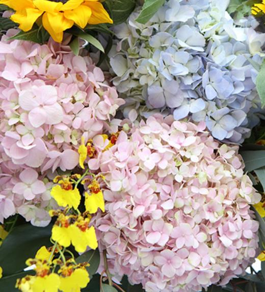 开业花篮d款----向日葵13枝，粉色绣球4枝，蓝色绣球2枝，跳舞兰8枝，搭配龟背叶、尤加利适 木质三角架(1336) 商品图2