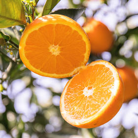 【买2份送1斤】伦晚帝王橙 春橙现摘现发 自家果园橙子 不打蜡  净重4斤装包邮