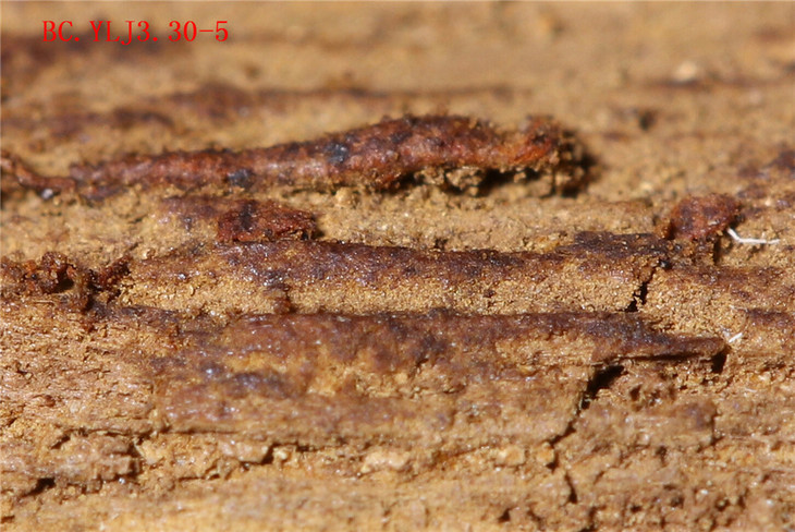 bc.ylj3.30-5 香至尊-5462g 富森红土半沉沉香原料