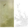 竖幅工笔花鸟白描底稿-周中耀-竹子《晨曲》-多种白描尺寸可选-ZT37 商品缩略图0