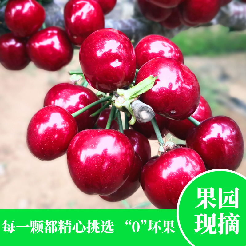 【特等果王】果园直供美早大樱桃北纬39°大连得利寺